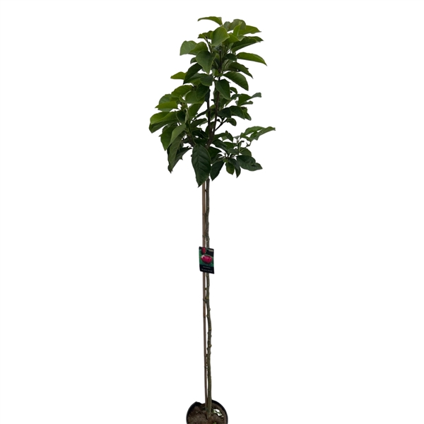 <h4>Magnolia 'Black Tulip'® Stam 180cm</h4>