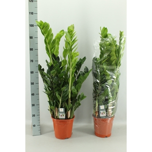 ZAMIO ZAMIIFOLIA
