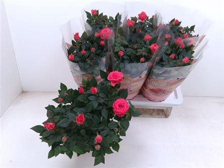 <h4>Ro Fav Ro Pink</h4>