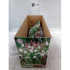 Flowerbulbs, corns or tubers   ...