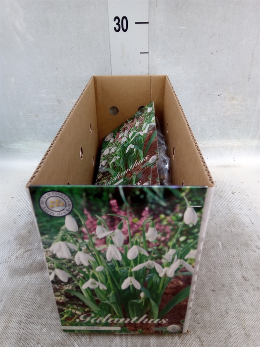 <h4>Flowerbulbs, corns or tubers   ...</h4>