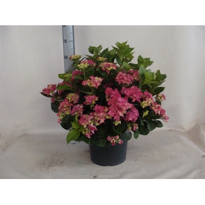 Hydrangea mac.   ...