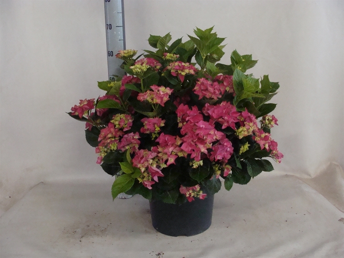 <h4>Hydrangea mac.   ...</h4>