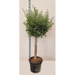 OLEA EUROPAEA