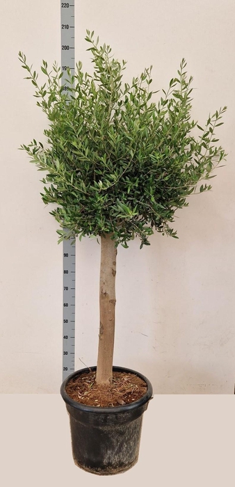 <h4>OLEA EUROPAEA</h4>