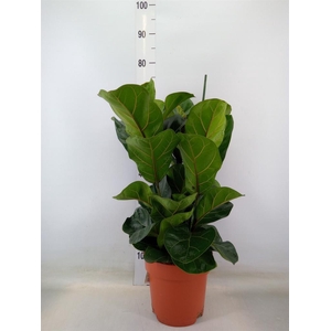 Ficus lyrata 'Bambino'