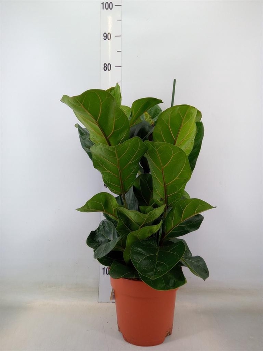 <h4>Ficus lyrata 'Bambino'</h4>