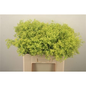 Alchemilla M Robustica