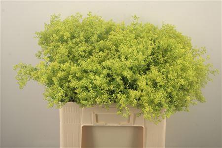 <h4>Alchemilla M Robustica</h4>