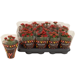 Kalanchoe Double Red