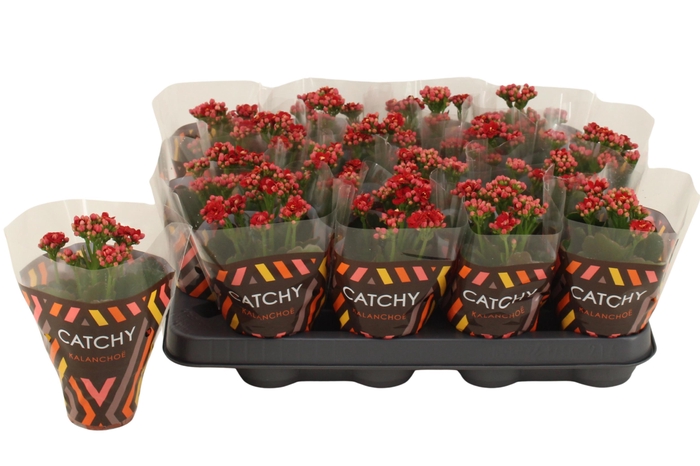 <h4>Kalanchoe Double Red</h4>