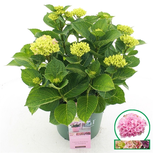 Hydrangea macr. Magical Revolution® (Roze)