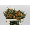 Banksia Dryandra
