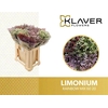 Limonium Mix Rainbow Klaver