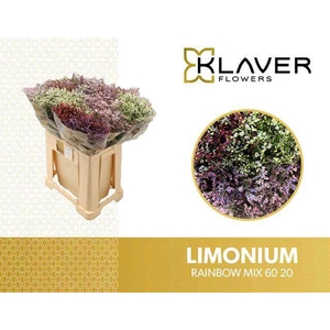 Limonium Mix Rainbow Klaver