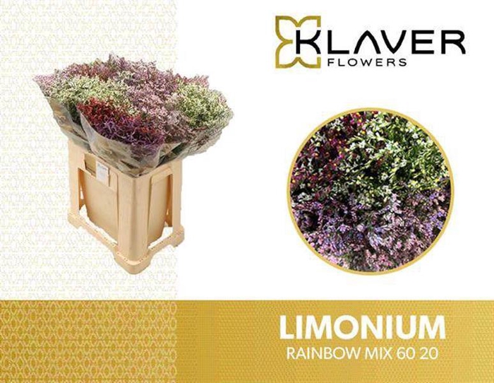 <h4>Limonium Mix Rainbow Klaver</h4>