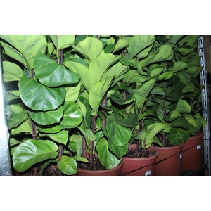 FICUS LYRATA BAMBINO P24 COMPACTO