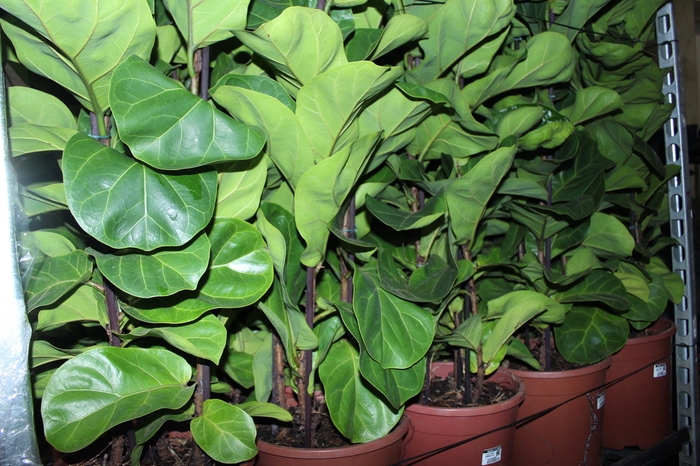 <h4>FICUS LYRATA BAMBINO P24 COMPACTO</h4>