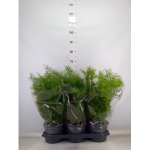 Asparagus dens. 'Sprengeri'