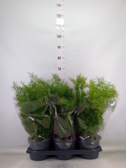 <h4>Asparagus dens. 'Sprengeri'</h4>