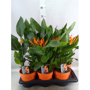 Arr.  Strelitzia L%