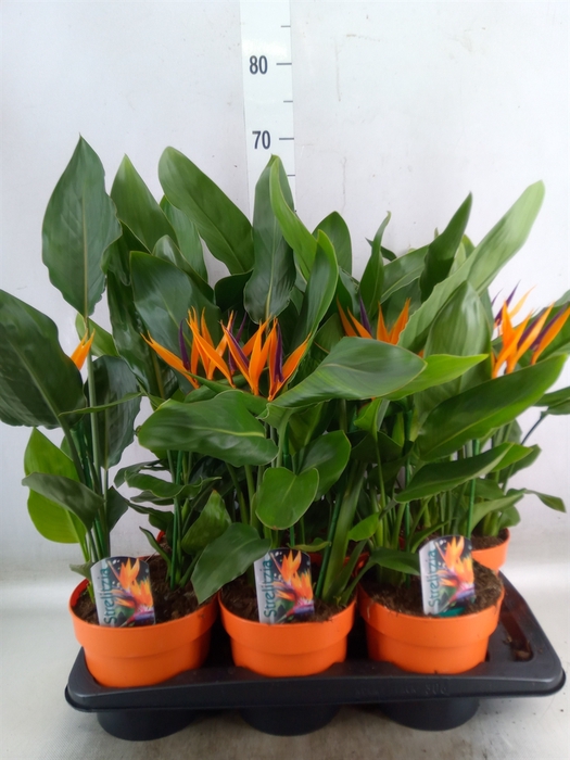 <h4>Arr.  Strelitzia L%</h4>