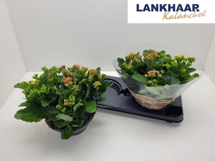 <h4>KAL EN GARDEN OV</h4>