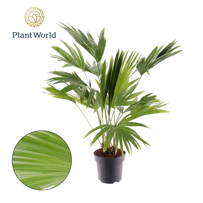 <h4>Livistona Rotundifolia 3pp</h4>
