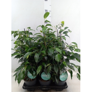Ficus benja. 'Danielle'