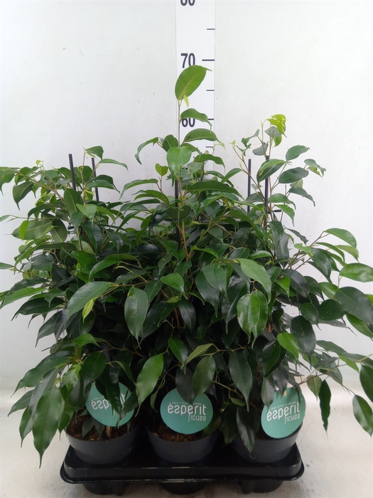 <h4>Ficus benja. 'Danielle'</h4>