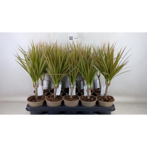 Dracaena marg. 'Bicolor'