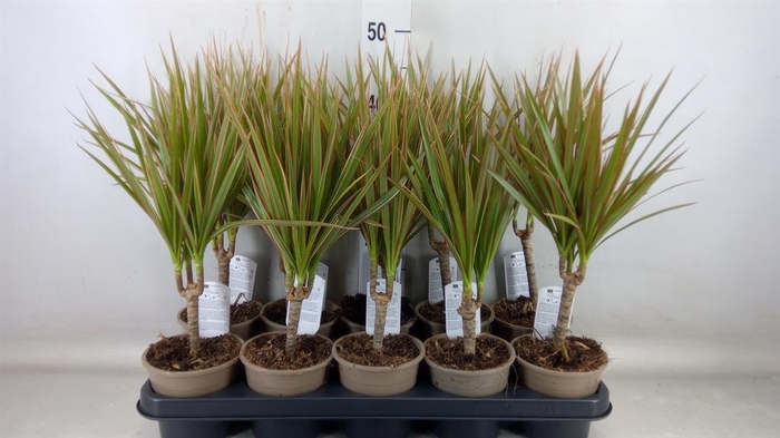 <h4>Dracaena marg. 'Bicolor'</h4>