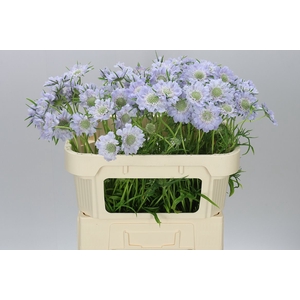 Scabiosa C Jisca