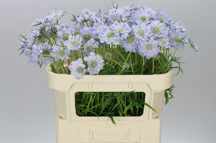 <h4>Scabiosa C Jisca</h4>