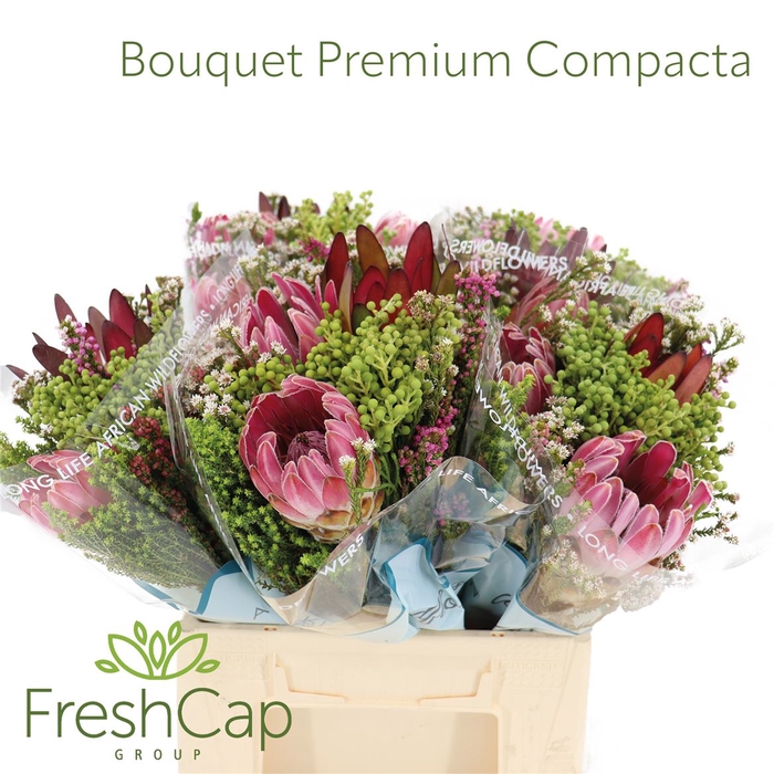 <h4>Bouquet Compacta 2pt</h4>