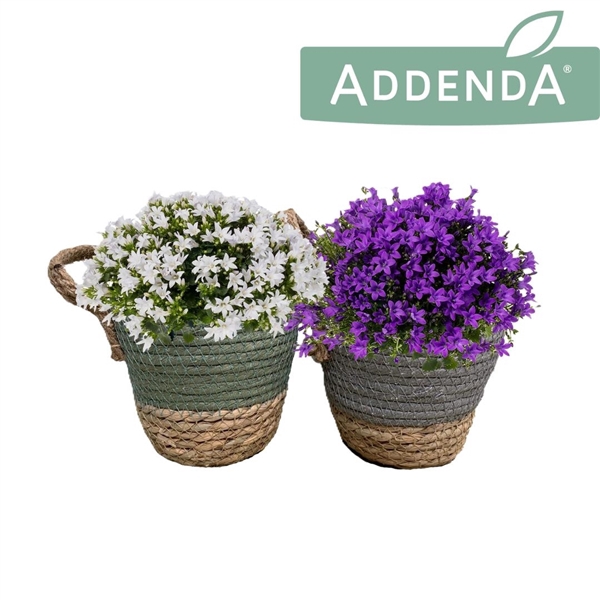 <h4>Campanula Ambella Mix in Hang Up</h4>