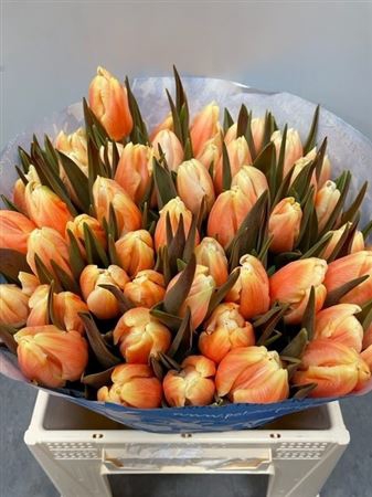 Tulp Sunshine