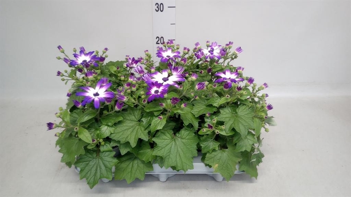 <h4>Senecio   ...</h4>