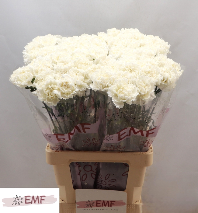 <h4>DI ST HOLLY</h4>