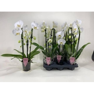 PHAL CASCADE WHITE 3 TAK