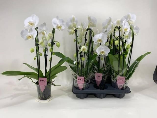 <h4>PHAL CASCADE WHITE 3 TAK</h4>