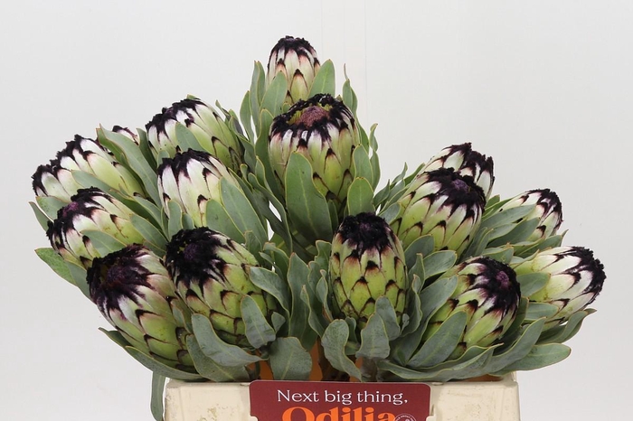 <h4>Protea Niobe</h4>