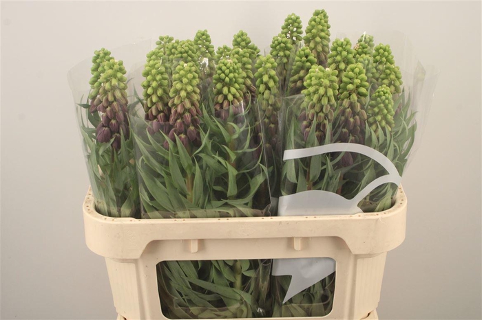 <h4>Frit Persica Black</h4>