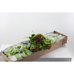 Hydr Malaquita Sel Box