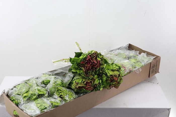 <h4>Hydr Malaquita Sel Box</h4>