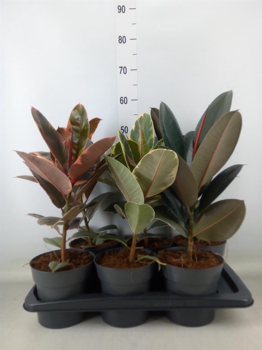 <h4>Ficus elastica   ...</h4>