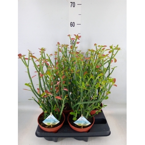 Euphorbia   ...