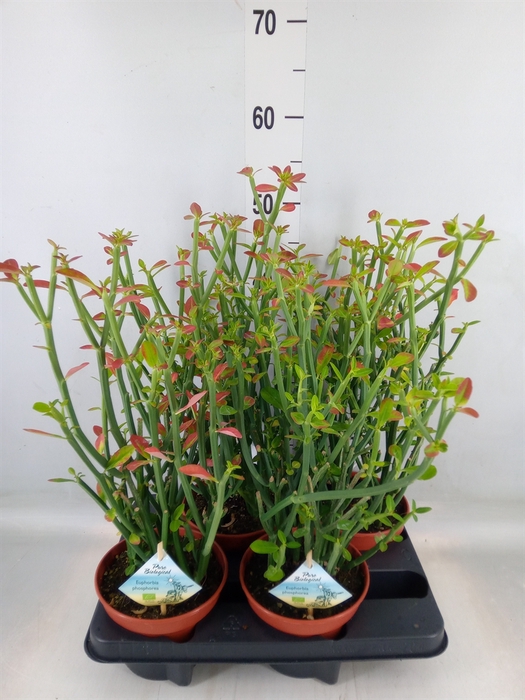 <h4>Euphorbia   ...</h4>