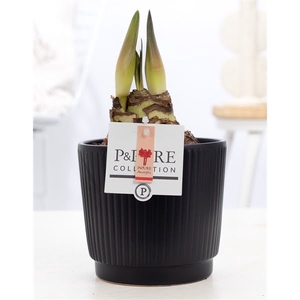 Hippeastrum red in P&PURE Liv ceramics matt black