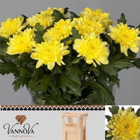 CHR G ZEMBLA YELLOW